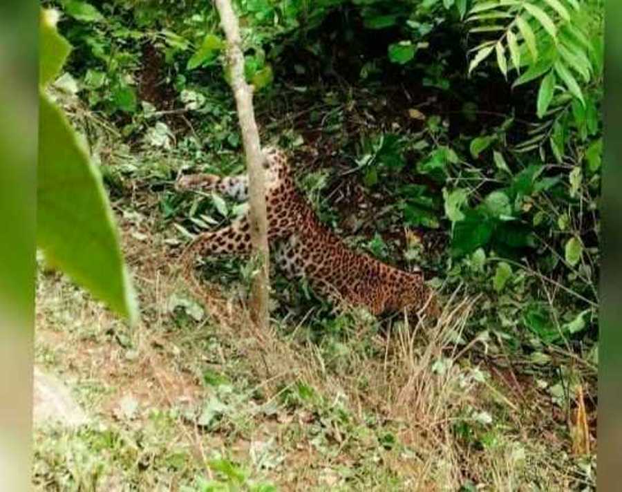 बैतडीमा पासोमा परेर मरेको चितुवा गर्भवती 